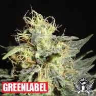 Green Label Seeds Automatic Mary